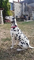 Étalon Dalmatien - les chiens de florence Loukia
