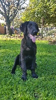 Étalon Flat Coated Retriever - Naïa' geade1 Du pays fort