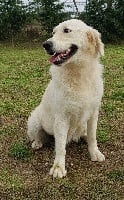Étalon Golden Retriever - Niagara de l eternel mitness