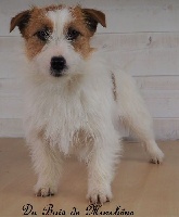 Étalon Jack Russell Terrier - Ismo Lindo Nelsie