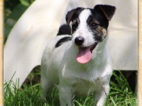 Étalon Jack Russell Terrier - Nolwenn Du logis de beaumanoir