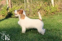 Étalon Jack Russell Terrier - Olympea russtyle's du Vallon de l'Alba