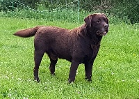 Étalon Labrador Retriever - Gabin Des Cerisiers Du Béart