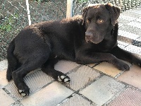Étalon Labrador Retriever - Need Du Domaine Brunemont