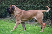 Étalon Mastiff - Qasiel La Vallée Des Mountches