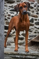 Étalon Rhodesian Ridgeback - Kersefontein sambona (Sans Affixe)
