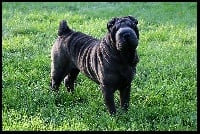 Étalon Shar Pei - N'angel dnf from rainbow tree du Nuorilang