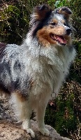 Étalon Shetland Sheepdog - New hope of freedom island