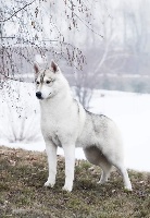 Étalon Siberian Husky - Vaira of siberian country