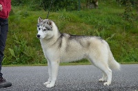 Étalon Siberian Husky - Ollywood Ar Primitif Ki Breizh