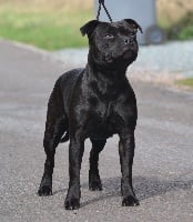 Étalon Staffordshire Bull Terrier - Skillstaff Neeyutnee queen