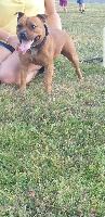 Étalon Staffordshire Bull Terrier - Naya By United Passion