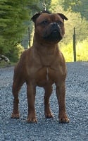 Étalon Staffordshire Bull Terrier - CH. Mc performance Nothing can stop drago