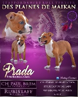 Étalon Staffordshire Bull Terrier - strongbull's knl Prada