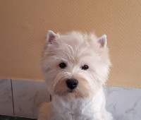 Étalon West Highland White Terrier - Nina-ricci des vents d'Eole