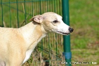 Étalon Whippet - Morwen Des Fées De L'Or Blanc