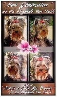Étalon Yorkshire Terrier - New génération de la légende des trolls
