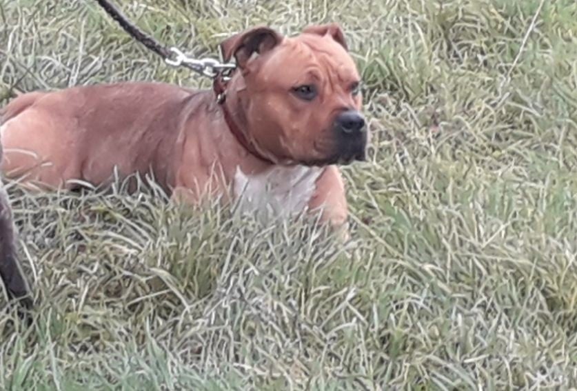 Les American Staffordshire Terrier de l'affixe   Of The American Gold Garden