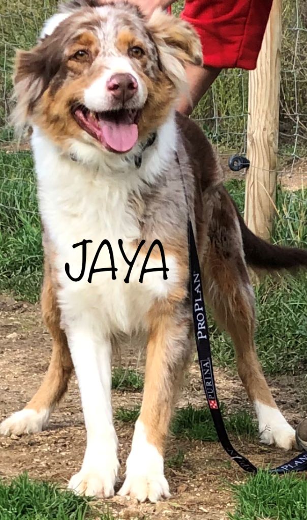 Jaya (Sans Affixe)