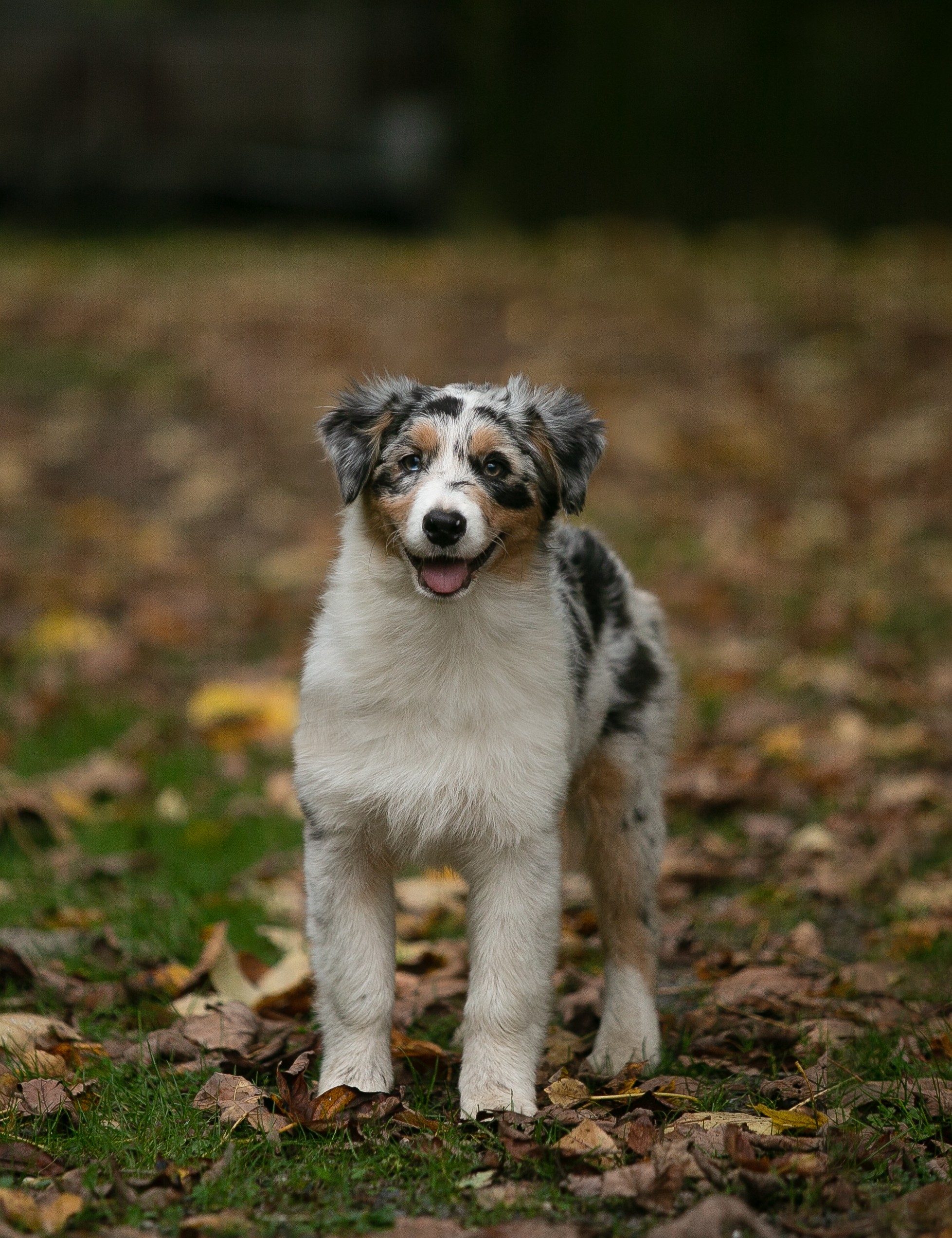 Chien Elevage Des Gardiens Dalava Eleveur De Chiens