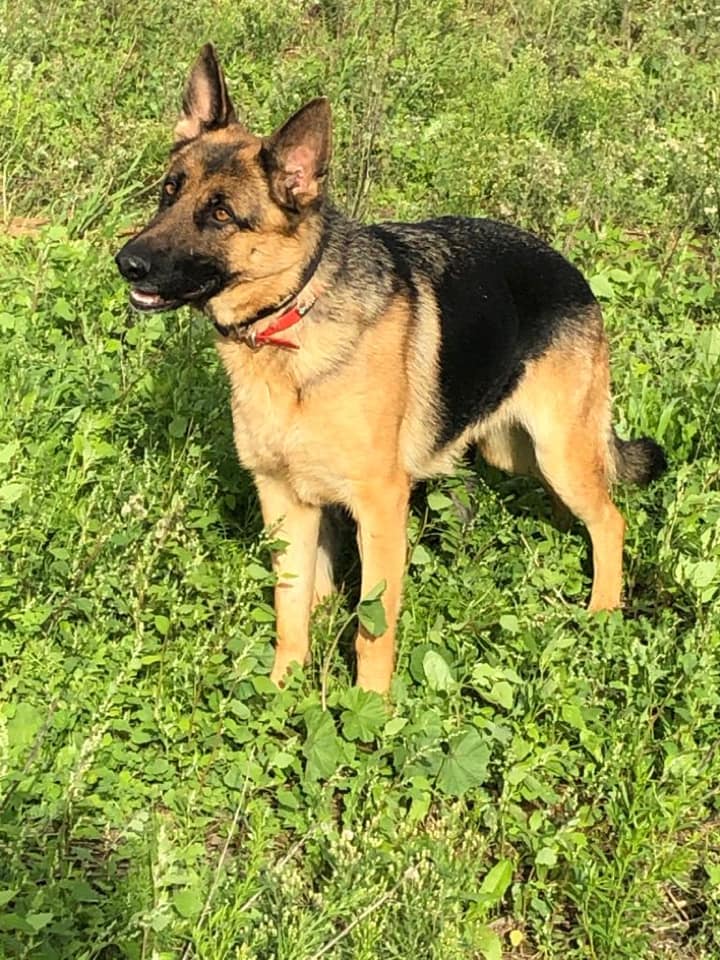 Accueil Elevage El Sueno De Una Vida Vm Eleveur De