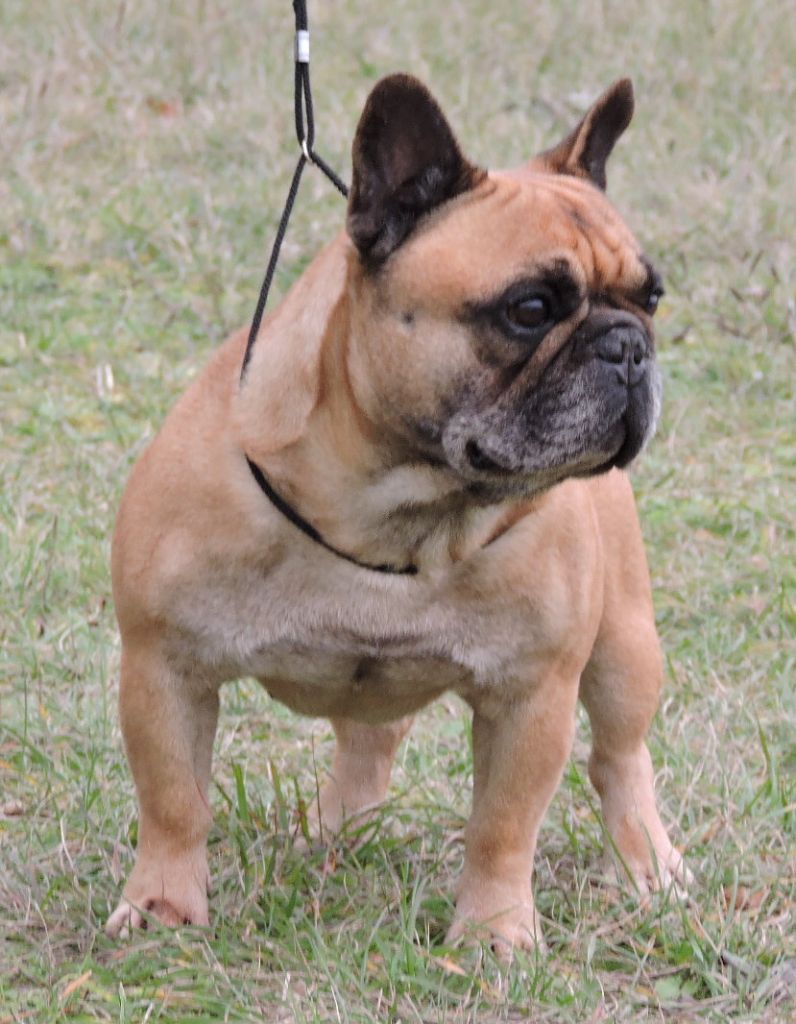 Chien Bouledogue Fran ais Griffit Du Terroir De Fontfroide Chien Bouledogue Fran ais Griffit Du Terroir De Fontfroide