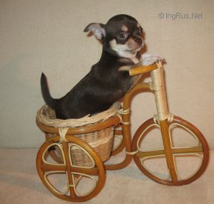 Les Chihuahua de l'affixe   Des Petits Zamours