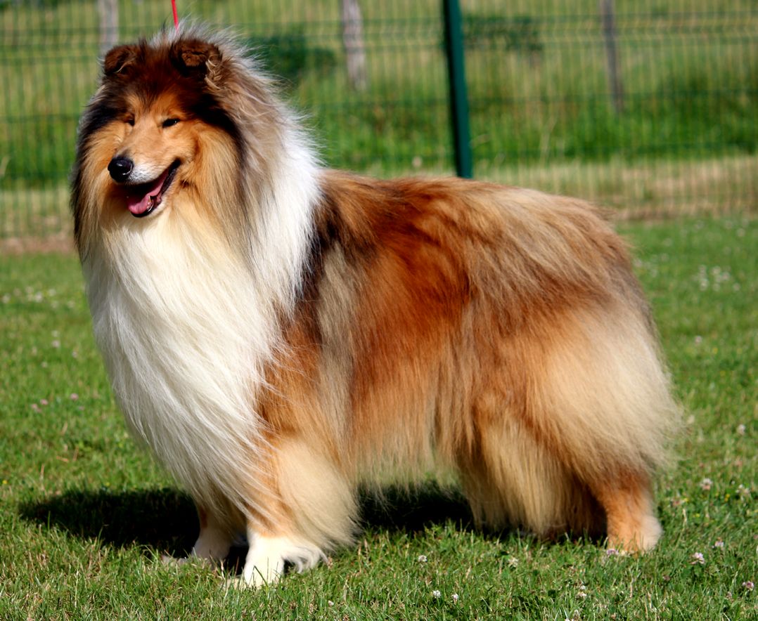 Accueil Elevage Du Clos De Seawind Eleveur De Chiens Shetland Sheepdog