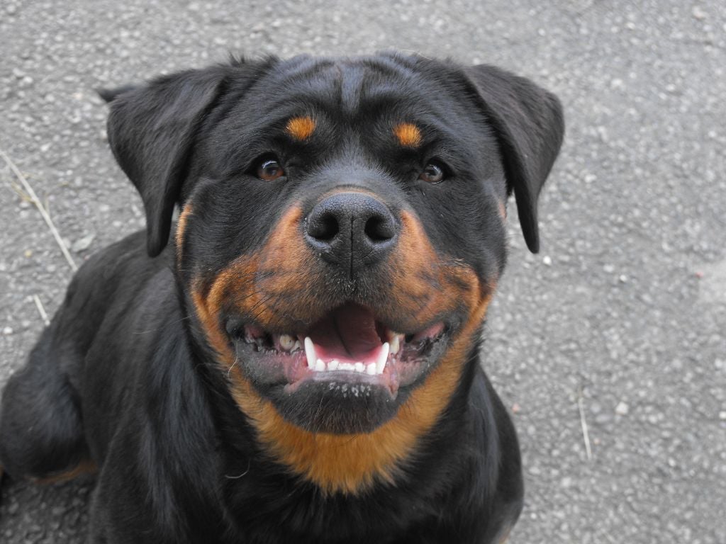 Les Rottweiler de l'affixe   De La Roche De Lans-sil