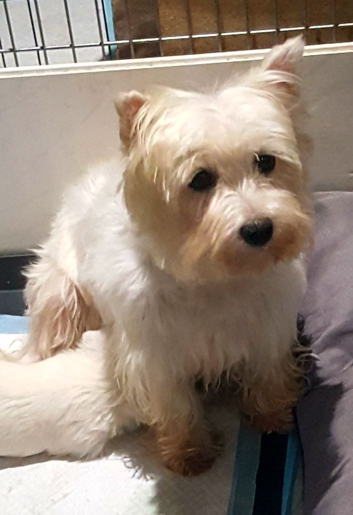 Les West Highland White Terrier de l'affixe   Des Ombres Thevaine