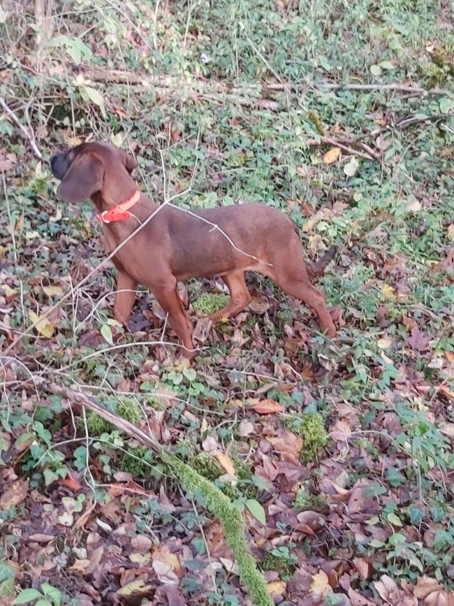 Les chien de Rouge de Baviere de l'affixe   Du Verger Du Pommerot