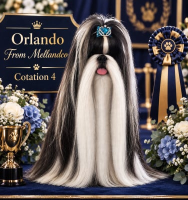 Étalon Shih Tzu - Orlando From Mellandco
