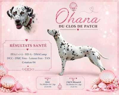 Étalon Dalmatien - Ohana Du Clos De Patch