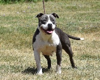 Étalon American Staffordshire Terrier - Number Blue Warrior