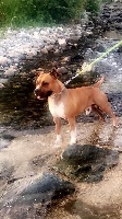 Étalon American Staffordshire Terrier - Nesko royal star de L'éclat Du Diamant Bleu