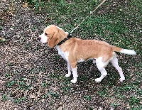 Étalon Beagle - Lucky Des Fauves D'orient