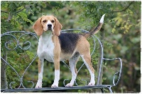 Étalon Beagle - Oria (Sans Affixe)