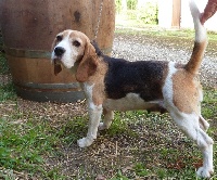 Étalon Beagle - Jadis Du cep d'or