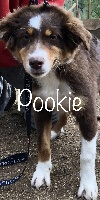 image de Pookie