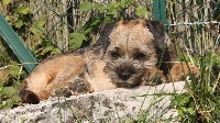 Étalon Border Terrier - CH. Nierach Des Fitz Savime
