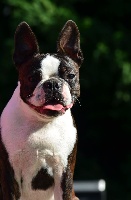Étalon Boston Terrier - Boston Attitude Orion dit o'neill