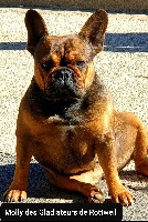 Étalon Bouledogue français - Molly Des Gladiateurs de Rottweil