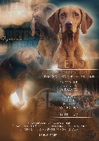 Étalon Braque hongrois à poil court - Vizsla - TR. CH. Léto Du champ cleuet