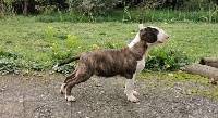Étalon Bull Terrier - Patience Amazigh