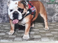 Étalon Bulldog Anglais - Kouma illimon