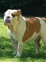 Étalon Bulldog Anglais - du Domaine Du Roi Rene Fat puppys india dite nËl