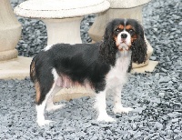 Étalon Cavalier King Charles Spaniel - Nouchka (Sans Affixe)