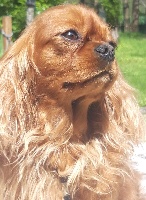 Étalon Cavalier King Charles Spaniel - Mi amor D'ysatis