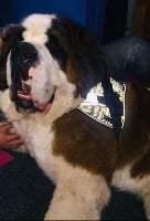 Étalon Chien du Saint-Bernard - Mango Des Sources De Gouesch