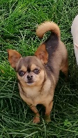 Étalon Chihuahua - Marley Des muses du haut forez